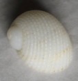 /products/neritopsis-radula-linnaeus-17581/